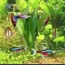 Peces 2 Movi 22