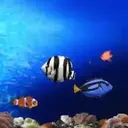 Peces 2 Movi 7