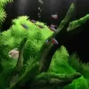 Peces 2 Movi 15