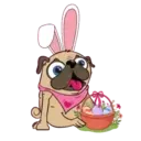 My pug ꁲꃔꀷꏳꊿ 6