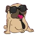 My pug ꁲꃔꀷꏳꊿ 5
