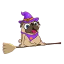 My pug ꁲꃔꀷꏳꊿ 13