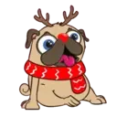 My pug ꁲꃔꀷꏳꊿ 1
