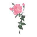 Flores 1 19