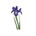 Flores 1 24