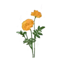 Flores 1 8