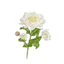 Flores 1 14