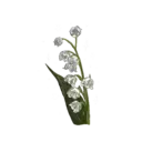 Flores 1 25