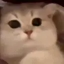 Reaction 6 13