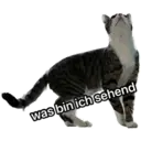 whitesnoutlarry 5