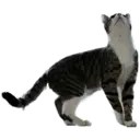 whitesnoutlarry 2