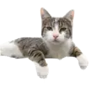 whitesnoutlarry 6