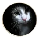 whitesnoutlarry 4