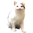 whitesnoutlarry 1