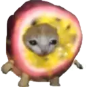 Cat Food 1