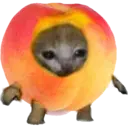 Cat Food 10