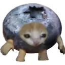 Cat Food 4