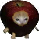 Cat Food 5