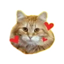 Aww Gatitos 1. mov 19