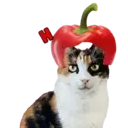 Aww Gatitos 1. mov 22