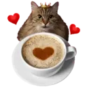 Aww Gatitos 1. mov 24