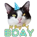 Aww Gatitos 1. mov 6