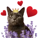 Aww Gatitos 1. mov 11