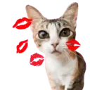 Aww Gatitos 1. mov 27