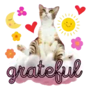 Aww Gatitos 1. mov 16