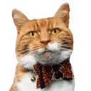 Aww Gatitos 1. mov 13