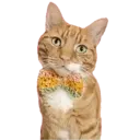 Aww Gatitos 1. mov 10