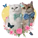 Aww Gatitos 1. mov 30