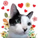 Aww Gatitos 1. mov 8