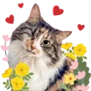 Aww Gatitos 1. mov 5