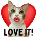 Aww Gatitos 1. mov 28