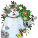 Aww Gatitos 1. mov 26