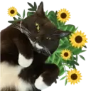 Aww Gatitos 1. mov 12