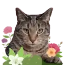 Aww Gatitos 1. mov 20