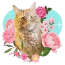 Aww Gatitos 1. mov 21
