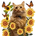 Aww Gatitos 1. mov 3