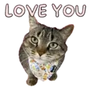 Aww Gatitos 1. mov 17