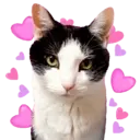 Aww Gatitos 2. mov 11