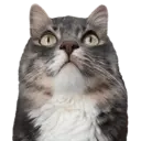 Aww Gatitos 2. mov 2