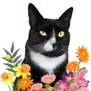 Aww Gatitos 2. mov 16