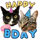 Aww Gatitos 2. mov 3