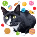 Aww Gatitos 2. mov 7