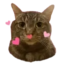 Aww Gatitos 2. mov 25
