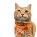 Aww Gatitos 2. mov 13