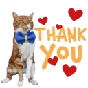 Aww Gatitos 2. mov 5