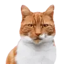 Aww Gatitos 2. mov 30